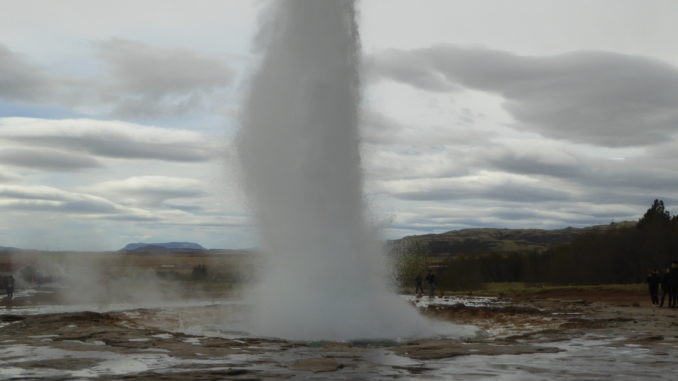 geyser shoots