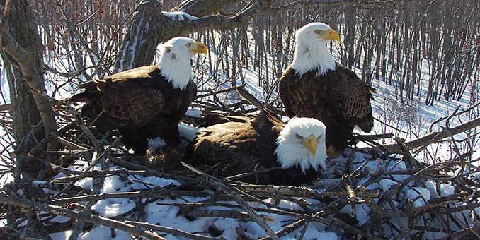 EagleTrio_2019