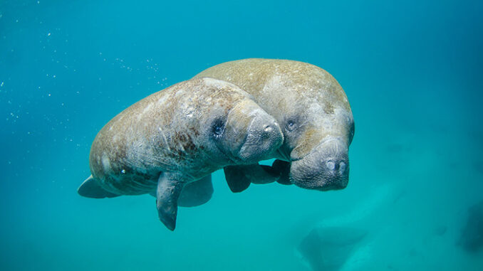 manatees