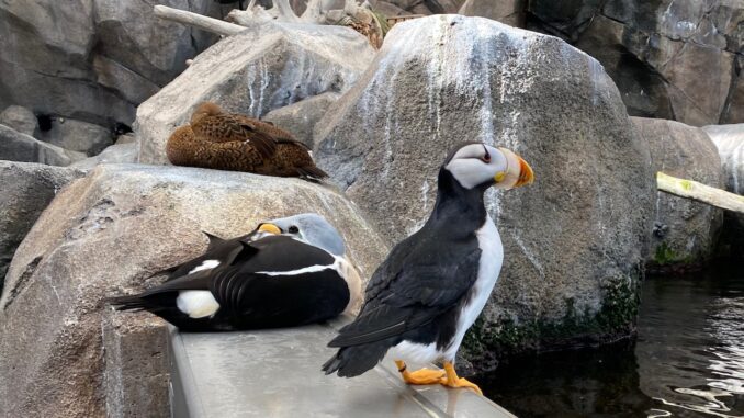 Puffin